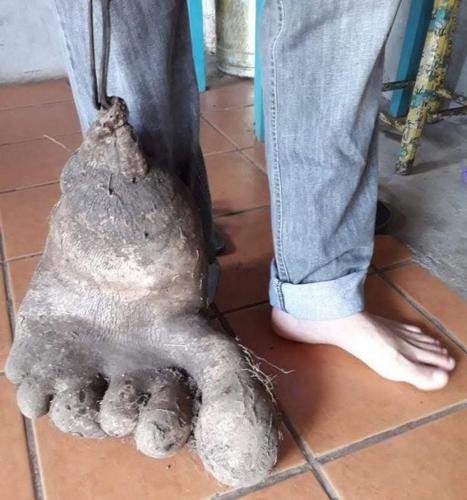 Фермеры из Бразилии вырастили «человеческую ногу» из картофеля