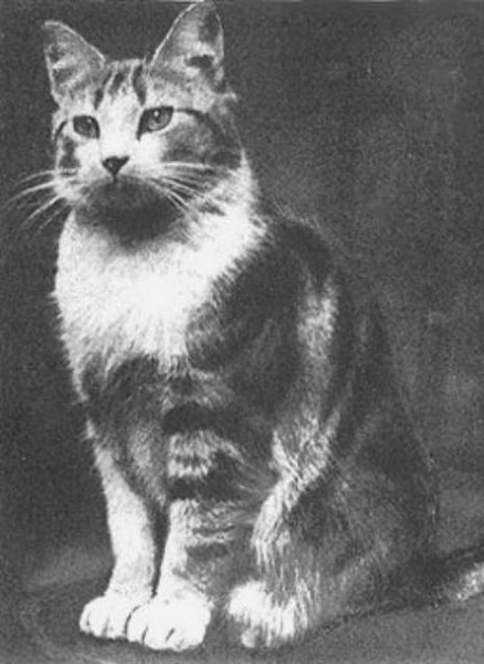 Кошка-провидец предрекла начало войны в Лондоне