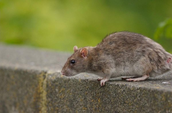 Прорастающее в теле крысы растение удивило пользователей Сети