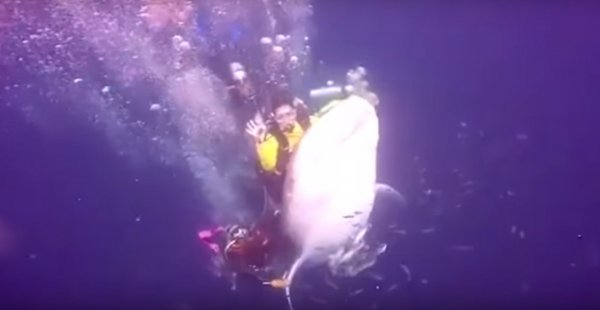 Сеть шокировало видео с аквалангистами, оседлавшими вымирающую китовую акулу