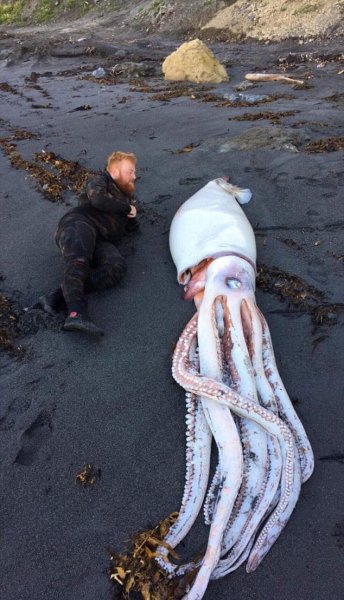 Гигантский кальмар-мутант обнаружен на пляже в Новой Зеландии