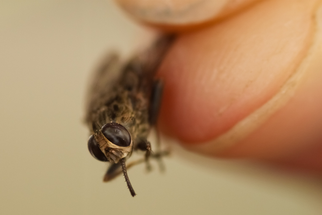 Чем опасен укус мухи цеце?