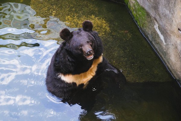 Американка запечатлела на видео отдых медведя в ее гамаке