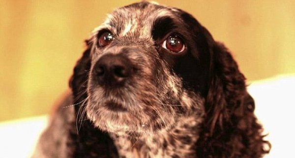 В Британии ученый попытался клонировать свою мертвую собаку