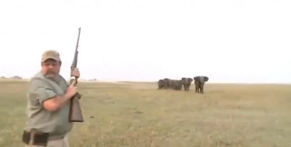 В Намибии слоны обратили в бегство охотников, убивших их сородича