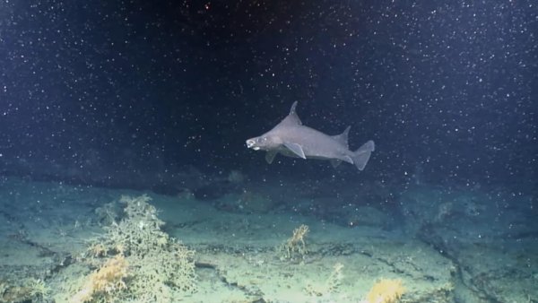 У берегов Ирландии найден «детский сад» акул