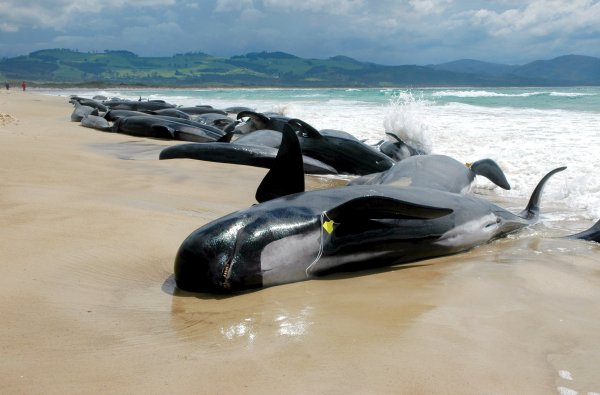Более 140 дельфинов выбросились на берег в Новой Зеландии