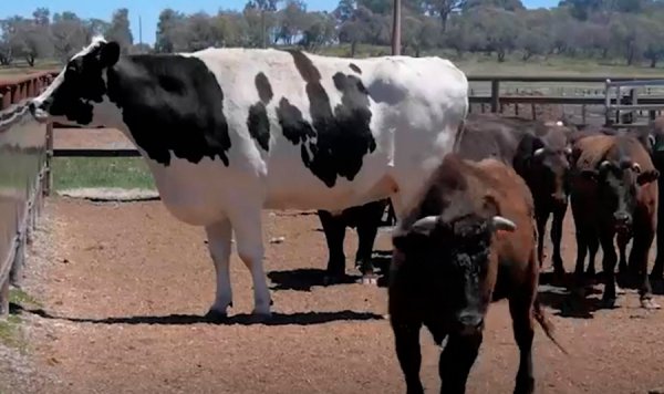 Корове-гиганту спас жизнь её рост