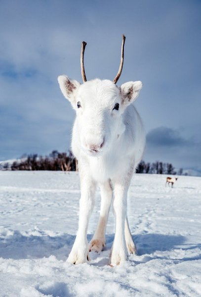 Фотограф в Норвегии сделал удивительные кадры редкого белого оленя