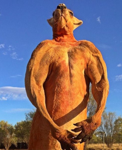 В Австралии умер мускулистый кенгуру, который был звездой Сети