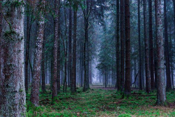 Таинственные круги из деревьев были найдены в японском лесу