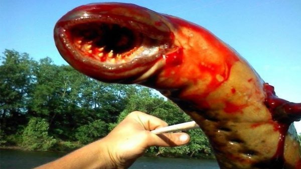 Рыба-монстр из Индии отгрызла ребенку палец