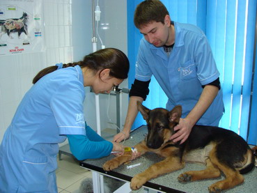 Центр ветеринарной медицины «Друг» в Киеве